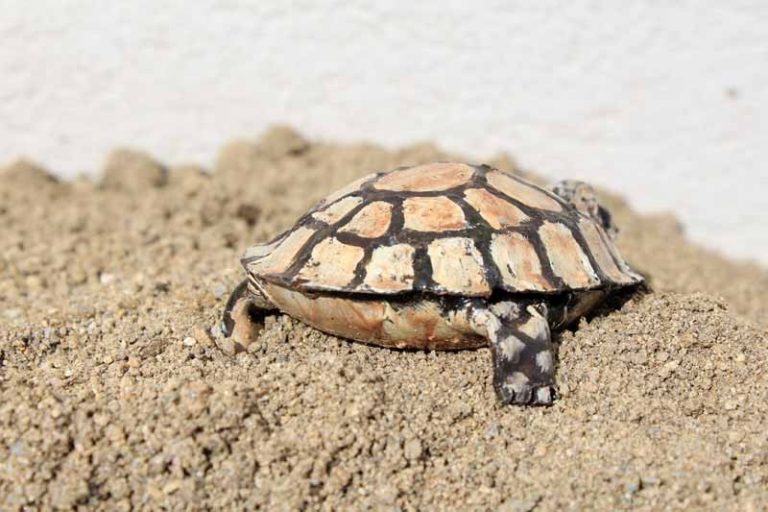 Mignonne petite tortue, en métal recyclé. Zimbabwe